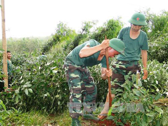 Dây kẽm và trụ tiêu tăng giá sau cơn lốc xoáy ở Bình Phước
